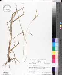 Paspalum dilatatum image