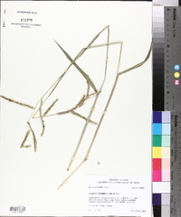 Paspalum dilatatum image