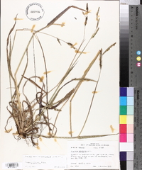 Paspalum dilatatum image