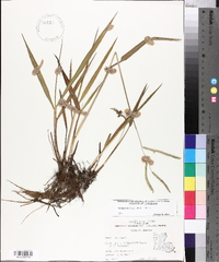 Paspalum dilatatum image