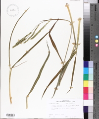 Paspalum dilatatum image