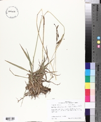 Paspalum dilatatum image