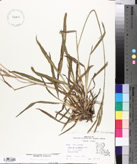 Paspalum dilatatum image