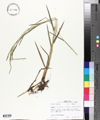 Paspalum distichum image