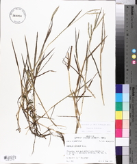 Paspalum distichum image