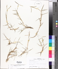 Paspalum distichum image