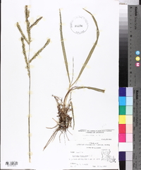 Paspalum dilatatum image