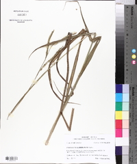 Paspalum floridanum image