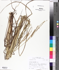 Paspalum floridanum image