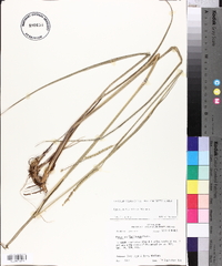 Paspalum floridanum image