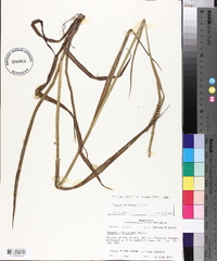 Paspalum floridanum image