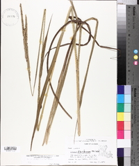 Paspalum floridanum image