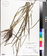 Paspalum floridanum image