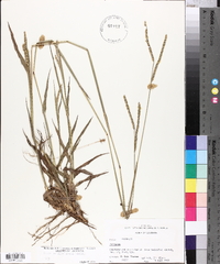 Paspalum floridanum image