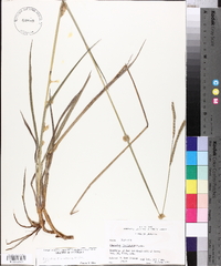 Paspalum floridanum image