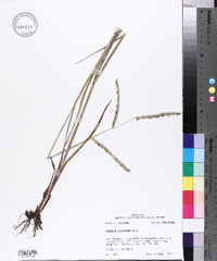 Paspalum floridanum image