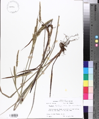 Paspalum floridanum image