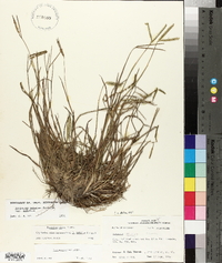 Paspalum notatum image