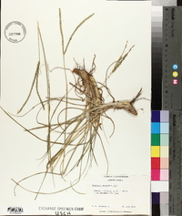 Paspalum notatum image