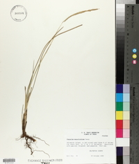 Paspalum monostachyum image