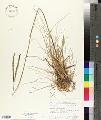 Paspalum notatum var. saurae image