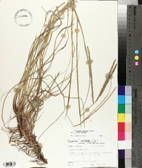Paspalum notatum image