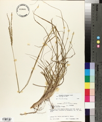 Paspalum notatum var. saurae image