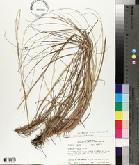 Paspalum notatum var. saurae image