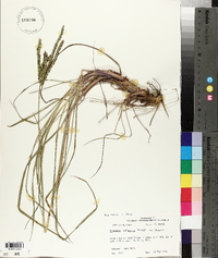 Paspalum notatum image