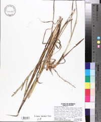 Paspalum floridanum image