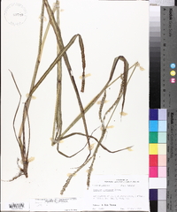 Paspalum floridanum image