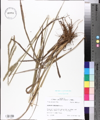 Paspalum floridanum image