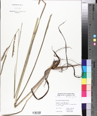 Paspalum floridanum image