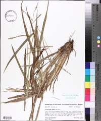 Paspalum laeve image