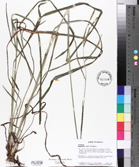 Paspalum laeve image