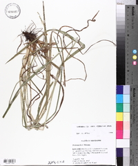Paspalum laeve image