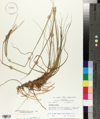 Paspalum notatum var. saurae image