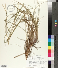 Paspalum notatum var. saurae image