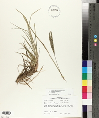 Paspalum notatum image