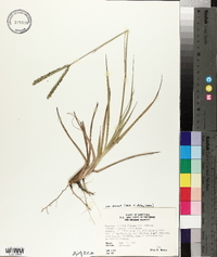 Paspalum notatum var. saurae image