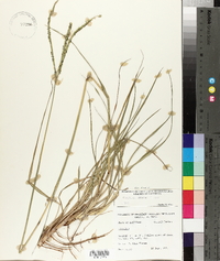 Paspalum notatum var. saurae image