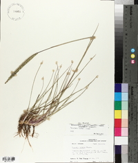 Paspalum notatum var. saurae image