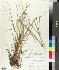 Paspalum notatum image