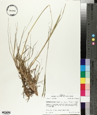 Paspalum notatum var. saurae image