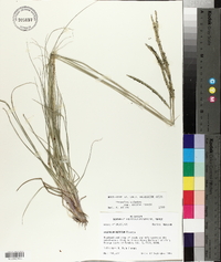 Paspalum notatum image