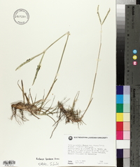 Paspalum notatum var. saurae image