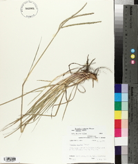 Paspalum notatum var. saurae image