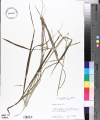 Paspalum laeve image