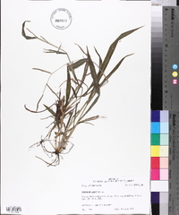 Paspalum laeve image