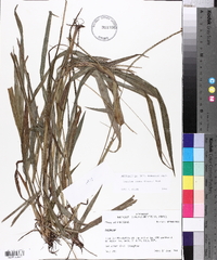 Paspalum langei image